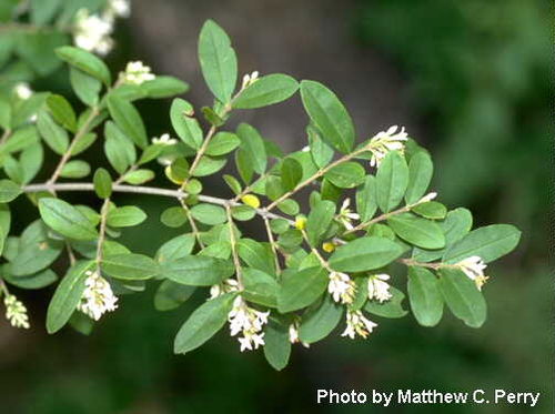 ligustrum obtusifolium